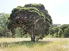 Habit near Melita Stadium and Duck River Reserve