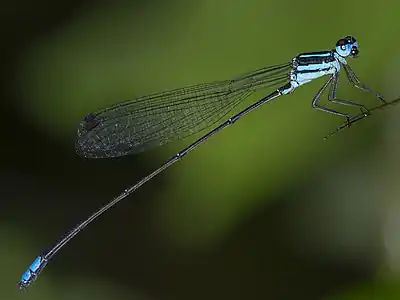 male