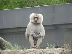 Hamadryas baboon