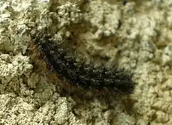 Larva