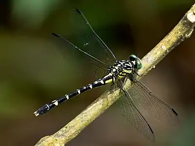 Onychogomphus acinaces female