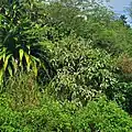 Melochia villosissima tree along roadside in Dededo, Guam.