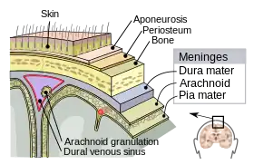 Meninges of the CNS