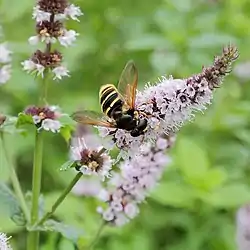 Inflorescence of Mentha spicata