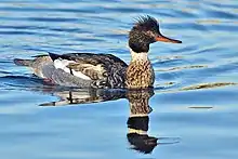 Male red-breasted merganser