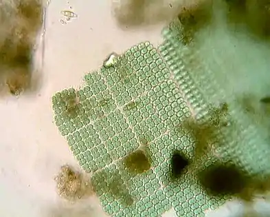 Merismopedia forms rectangular colonies held together by a mucilaginous matrix. Species in this genus divide in only two directions, creating a characteristic grid-like pattern arranged in rows and flats.