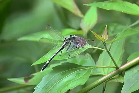 female