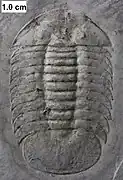 The Silurian styginid trilobite Meroperyx from the Waukesha Biota.