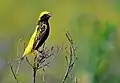 E. a. strictus breeding male, G.Hartlaub, 1857, in the Ethiopian Highlands