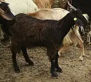 a long-haired black kid