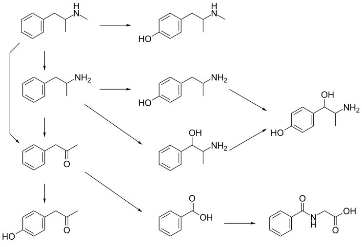 Graphic of several routes of methamphetamine metabolism