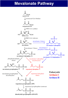 The biosynthesis process of isoprenoids