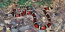 Mexican milksnake (Lampropeltis annulata), Municipality of Victoria, Tamaulipas (30 Oct 2003).