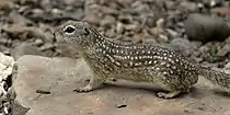 Rio Grande ground squirrel (Ictidomys parvidens) Cameron Co. Texas (12 April 2016).