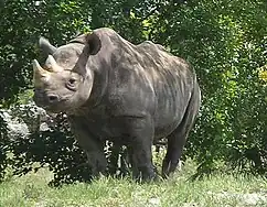 Rhinoceros