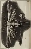 Diagram of a plume moth from Robert Hooke's Micrographia