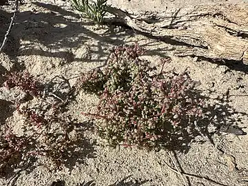 Micromonolepis pusilla plant in sandy area Tonopah Basin, Nye County, Nevada