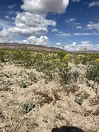 Micromonolepis pusilla in wide shot showing habitat with Cleomella lutea