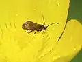 Lissan House, Cookstown, Northern Ireland; feeding on pollen of Ranunculus repens.