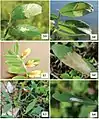 Life history of Micrurapteryx gradatella in Eurasia. 59–60 mines on Vicia amoena 61 abandoned mines on Vicia amoena 62 blotch mines on upperside of the leaves 63–64 pupation on the upperside of the leaf and the cocoon on Lathyrus linifolius. Collection sites: 59–60 Russia, Krasnoyarsk, Yenisei river bank, near village Borovoe, 5.VII.2015 61 Russia, Krasnoyarsk, Yenisei river bank, near Karaulnaya, 26.VI.2015 63–64 Finland, Turku, 18.VI.2014.