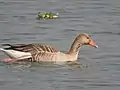 Migratory birds at Ropar Wetland