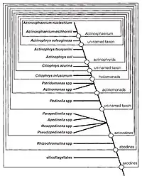 Diagram by Mikrjukov and Patterson to show the relationships of, and within, axodines, together with the proposed synapomorphies of the clades.