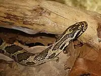 Eastern milk snake at the Binder Park Zoo in Battle Creek, Michigan