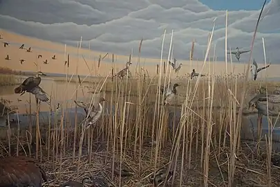 The Horicon Marsh: Dodge County, Wisconsin diorama at the Milwaukee Public Museum