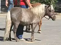 Miniature horse in hand