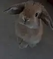 An orange coloured Miniature Lop - Stood Up