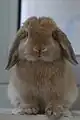 An orange coloured Miniature Lop - Front View