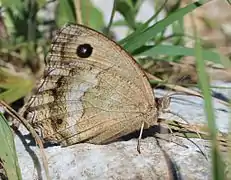 Female underside