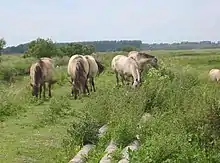 Close-up of small group of horses eating grass in an open area