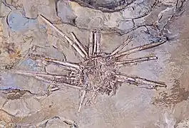 Miocidaris coaeva (Miocidaridae, fossil)