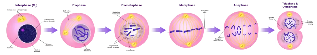 A diagram of the mitotic phases