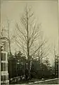 'Sarniensis' in Tilburg, the U. monumentalis  or monumentaaliep [:monumental elm] of The Netherlands (c.1909)