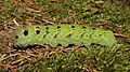 Green colour morph of the larva