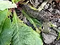 Eye markings of the larva