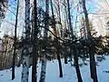 This photo was taken in a protected forest in Miass, Chelyabinsk Oblast, Russia next to a fresh-water spring.  It shows Birch (Betula spp.) and Scots pine (Pinus sylvestris).