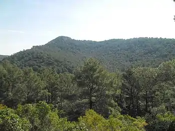 Pinus halepensis forest at the island of Mljet