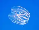 A transparent comb jelly floating in open water