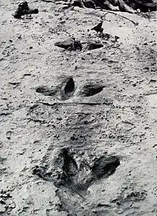 Moa footprints near the Manawatu River, New Zealand.