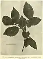 Ulmus plotii Druce leaves, The Gardeners' Chronicle, 1912