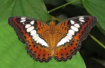 Dorsal view