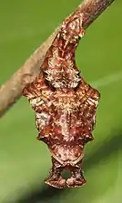 Pupa