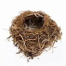 Image of a Mohoua novaeseelandiae nest from the collection of Auckland Museum