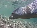 A few days before she died in the Mrtvi Puć Bay near Šišan, Croatia