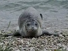 The monk seal on Mornar Beach, in Pula, Croatia