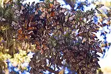 Monarch Sanctuary eucalyptus grove in Pacific Grove