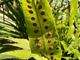 Sorus of monarch fern, with sporangium